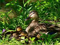 Canard Colvert et caneton (Photo F. Mrugala) (4)